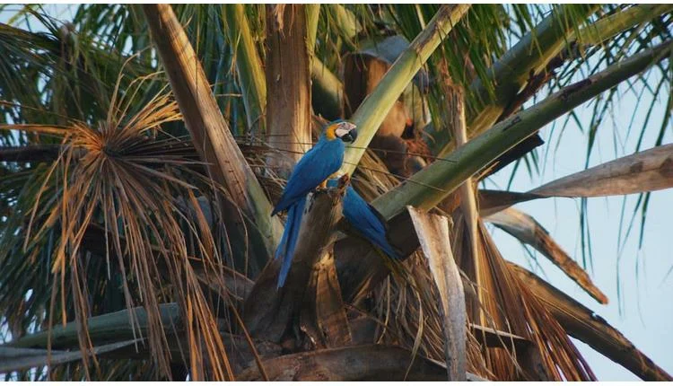 Brazil Leverages Global BirdFair to Boost Wildlife Tourism from UK Market