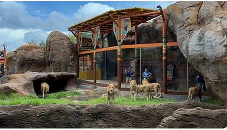 Busch Gardens Tampa Bay opens Lion & Hyena Ridge as part of $200M park overhaul