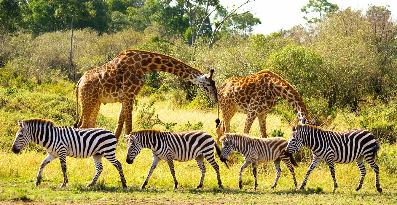 Ethical wildlife travel gains ground as four nations rewrite conservation rules