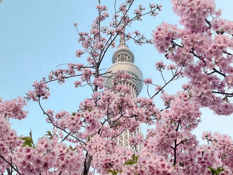 Finnair expands Tokyo network to 32 weekly flights by summer 2027