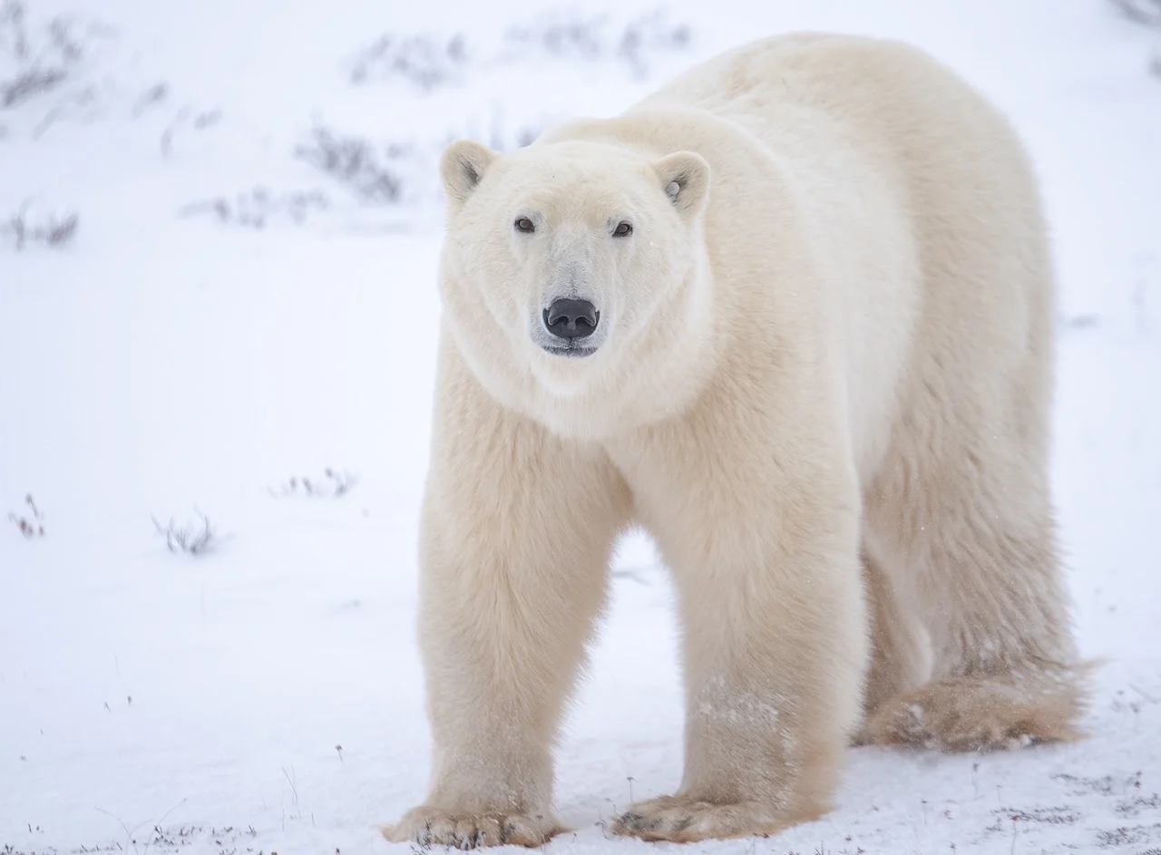 Frontiers North and Polar Bears International celebrate 25 years of tundra conservation