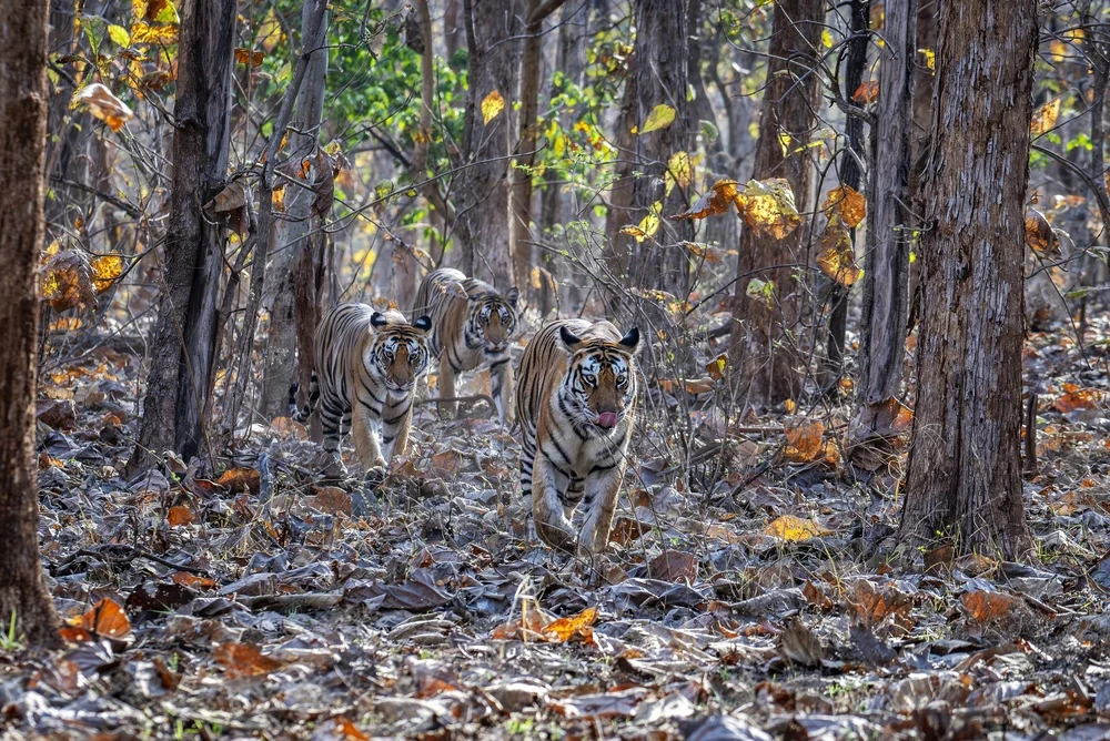 Indravati Tiger Reserve to reopen as India expands safari circuit