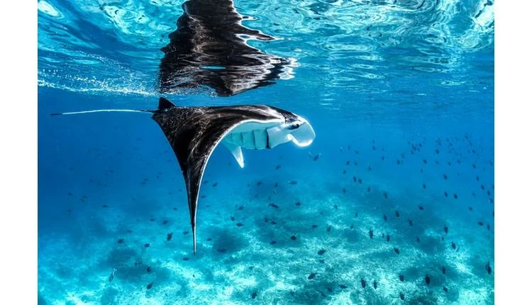 Kandooma Maldives ties Manta Month to ray tourism's $227M GDP impact