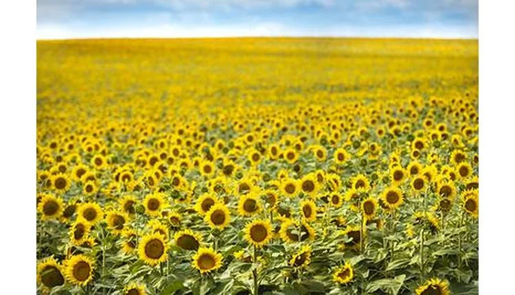 North Dakota Tourism Targets Travel Professionals with Sunflower Season Campaign