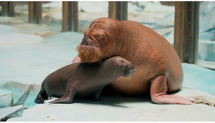 SeaWorld Abu Dhabi Achieves First Walrus Calf Birth in the Middle East