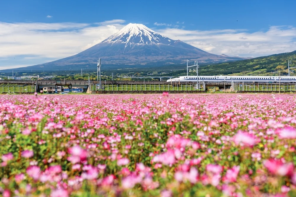 Shinkansen beats domestic flights on time and cost across key Japan routes