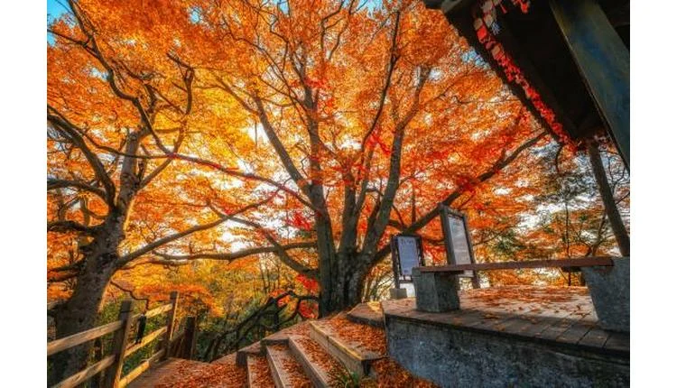 Sichuan's Guangwu Mountain Red Leaf Festival returns for 24th edition