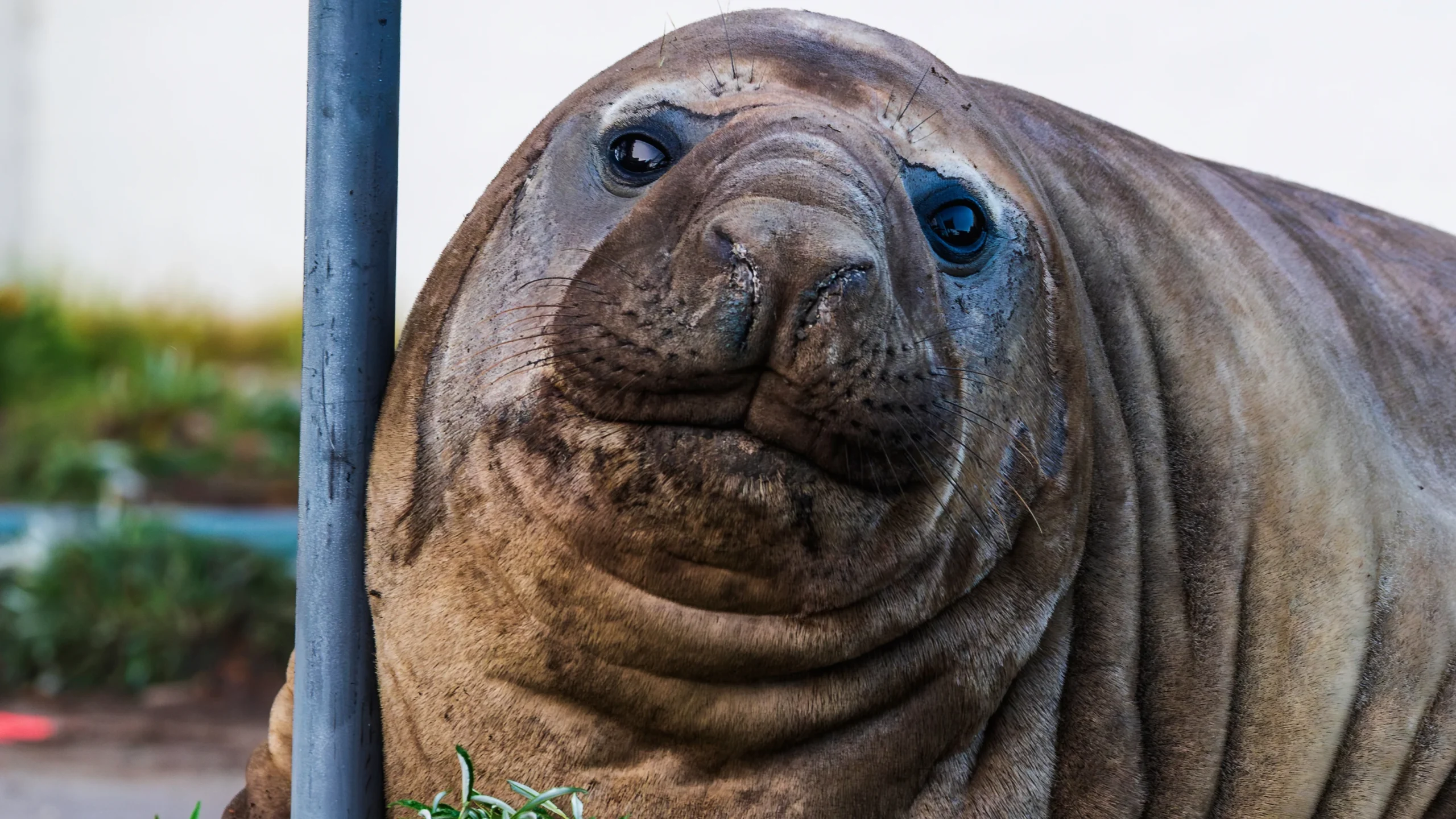 Social Media Fame Pushes Rare Wildlife to Crisis Point: Ecotourism Must Adapt