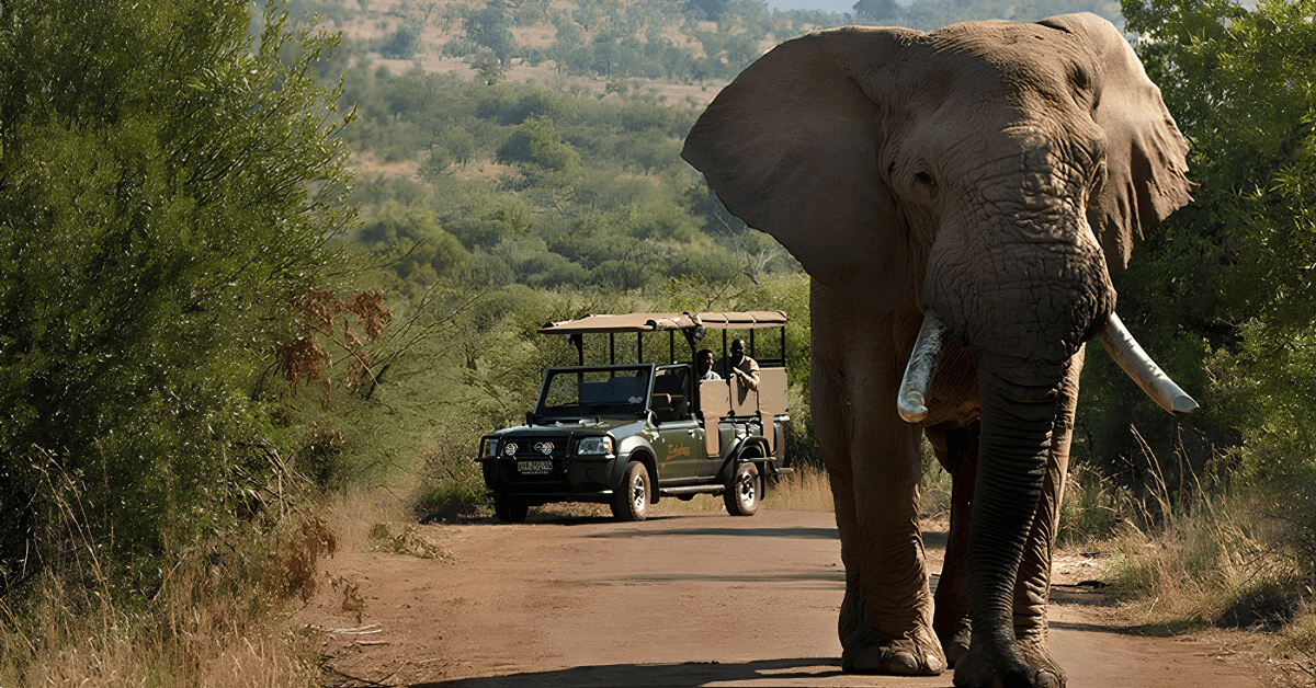 South Africa's safari sector leads Africa with record arrivals and tech-driven growth